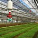 Dubois Agrinovation -Irrigation systems, plastic mulch film and row covers supplier