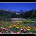 Santa Barbara Botanic Garden