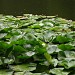 Lake with lilies