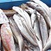 Cofradía de Pescadores (de) en la ciudad de Denia (Comunitat Valenciana)
