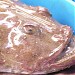 Cofradía de Pescadores (de) en la ciudad de Denia (Comunitat Valenciana)