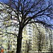 450-letni dąb, Pomnik Przyrody in Toruń city