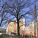 450-letni dąb, Pomnik Przyrody in Toruń city