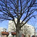 150-letni dąb in Toruń city