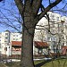 150-letni dąb in Toruń city