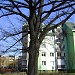 150-letni dąb in Toruń city