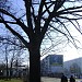 150-letni dąb in Toruń city