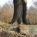 450-letni dąb, Pomnik Przyrody in Toruń city