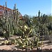 Desert Botanical Garden in Phoenix, Arizona city