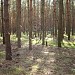 Урочище Карыжский лес