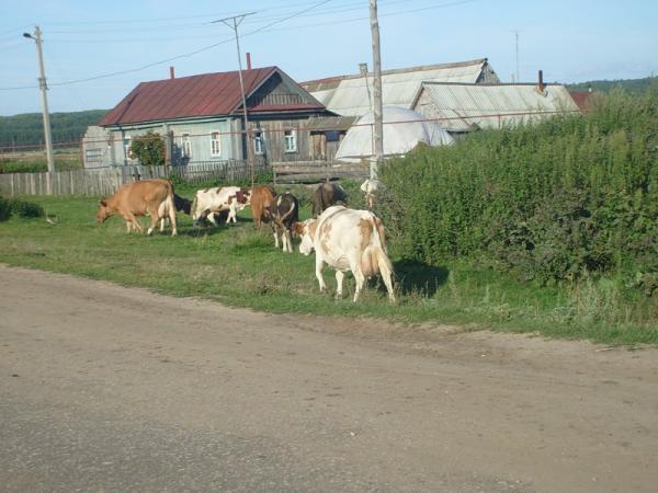 Где Можно Купить Корову Ельниковский Район Мордовия