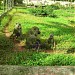 Parc Zoologique de Mvog-Beti (fr) in Yaoundé city
