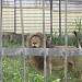 Parc Zoologique de Mvog-Beti (fr) in Yaoundé city