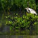 Nature Conservation Area/Park of Tien Hai District