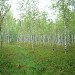Borok forest
