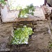 Развалины усадьбы Кокараки в городе Севастополь