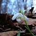 Flora - Galanthus nivalis