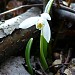 Flora - Galanthus nivalis