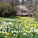 Daffodil Hill