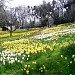 Daffodil Hill