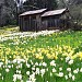 Daffodil Hill