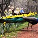 Daffodil Hill