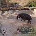 Hippos (en) в городе Альбукерке