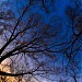 Sequoia Giganteea Protected Tree (en) în Bucureşti oraş