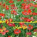 بير السريج