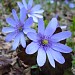 Flora Hepatica Transylvanica