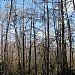 Fakahatchee Strand Preserve State Park