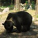 Уссурийский медведь в городе Киев