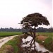 The Paddy field of Lambor Kanan, Talang, Teluk Bakong Hilir & Kg. Salak