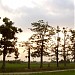 The Paddy field of Lambor Kanan, Talang, Teluk Bakong Hilir & Kg. Salak