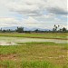 The Paddy field of Lambor Kanan, Talang, Teluk Bakong Hilir & Kg. Salak