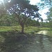 Beautiful Acacia Tree Shade in Balilihan city