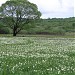 Narcissi valley