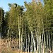 A very nice bamboo grove in Tokyo city