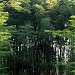 A very nice bamboo grove in Tokyo city