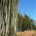 A very nice bamboo grove in Tokyo city