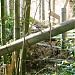 A very nice bamboo grove in Tokyo city