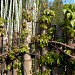 A very nice bamboo grove in Tokyo city