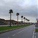 Palm Trees in Tirana city