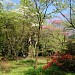 小石川植物園