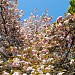 小石川植物園