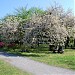 小石川植物園