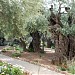 Гефсиманский сад (ru) في ميدنة القدس الشريف 