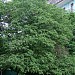 370-year old linden tree