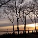 Battery Park Bosque