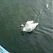 Pond with swans